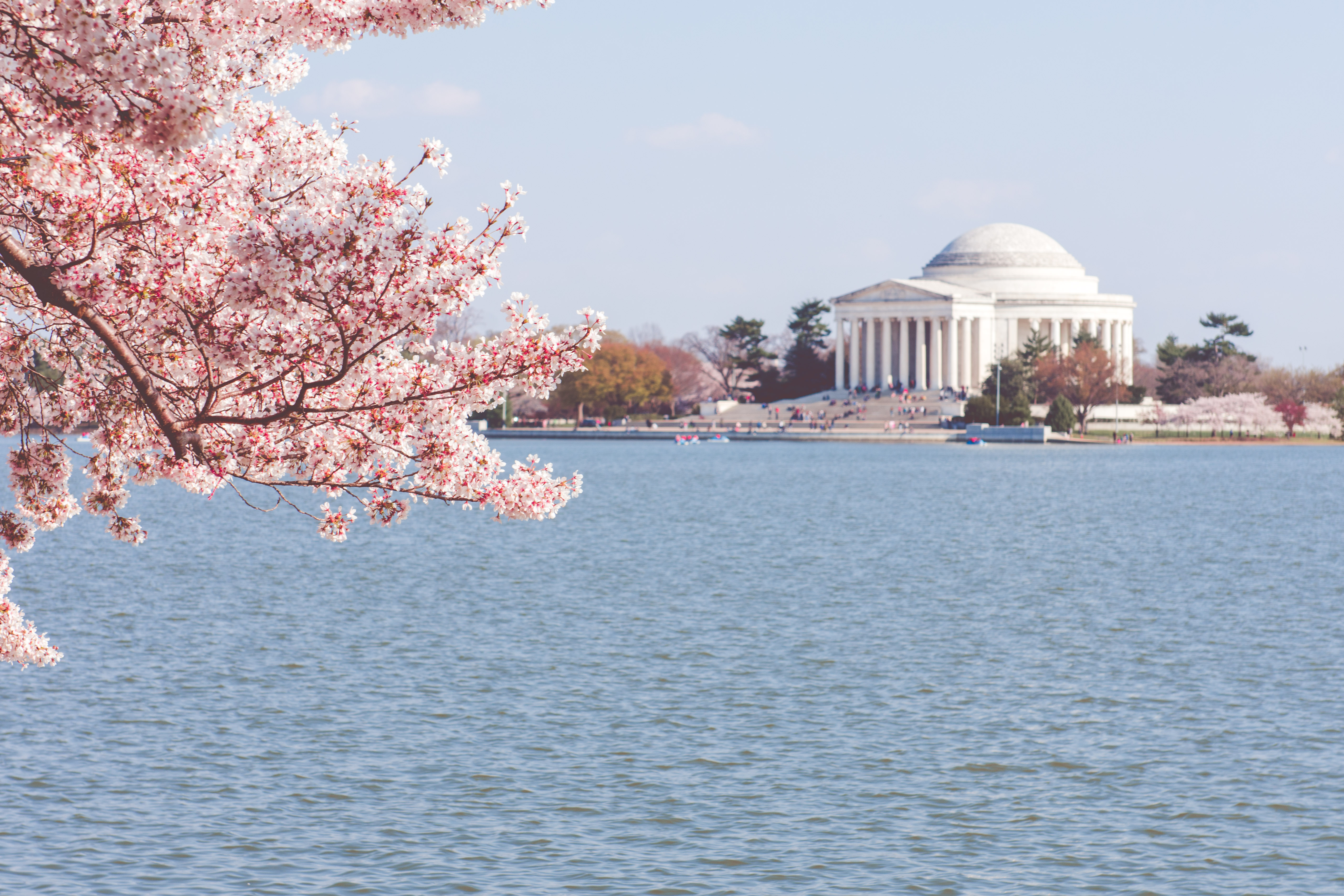 CherryBlossoms15