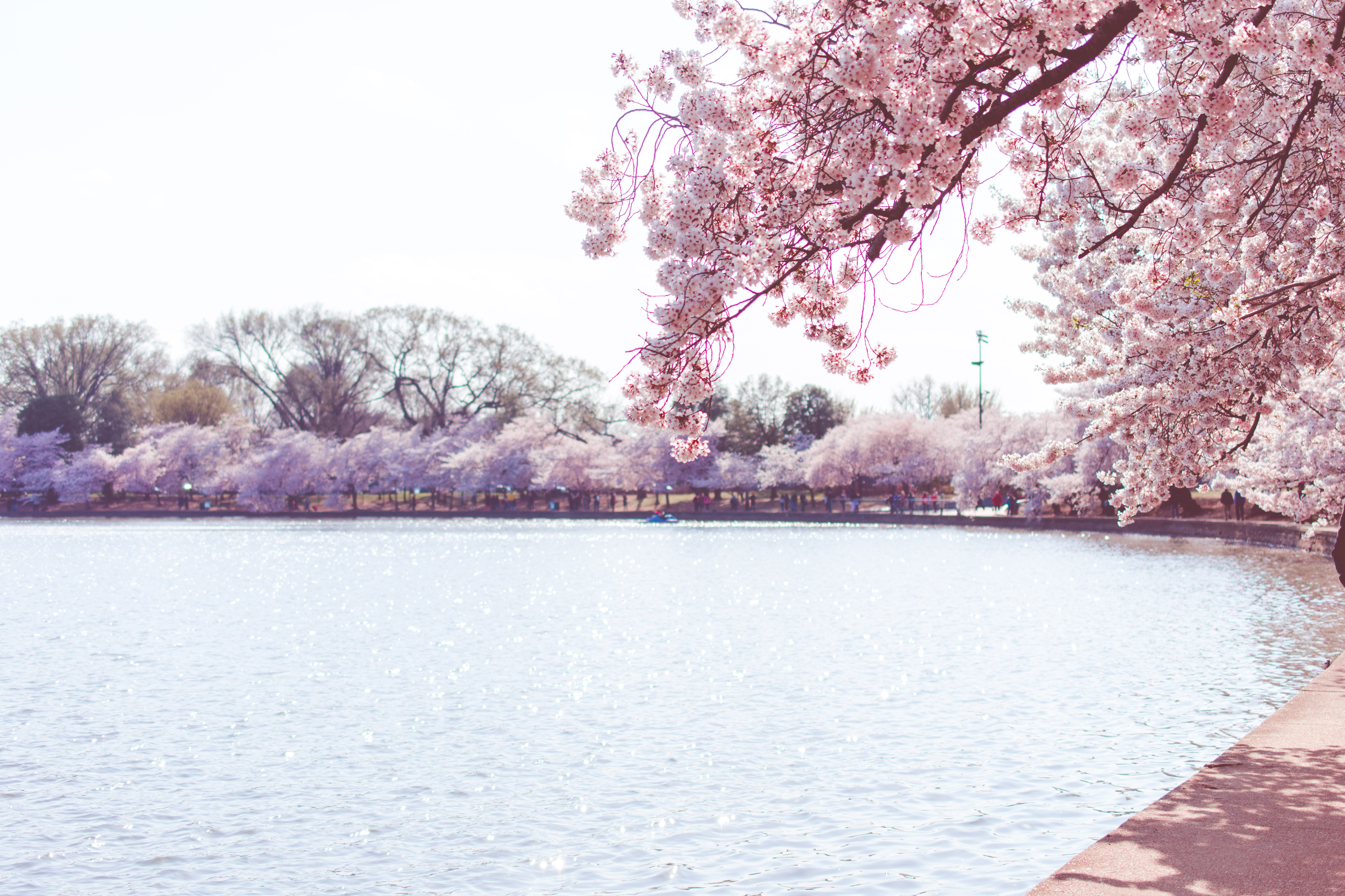 CherryBlossoms17
