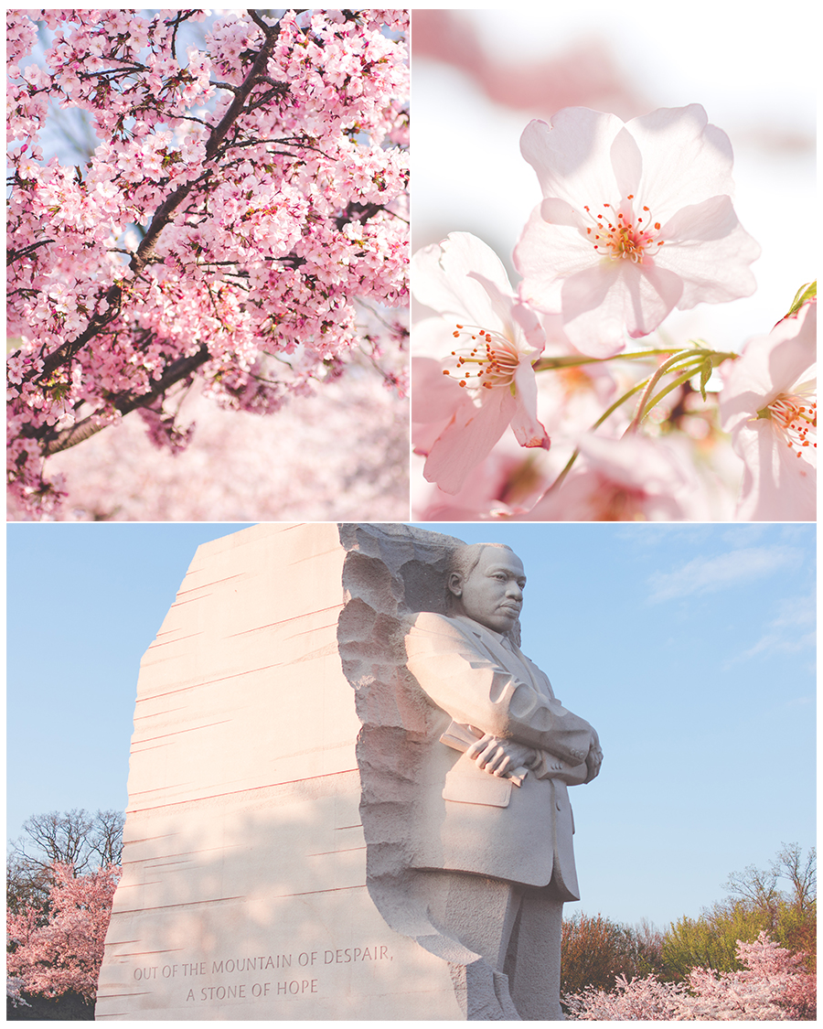 CherryBlossoms2.jpg