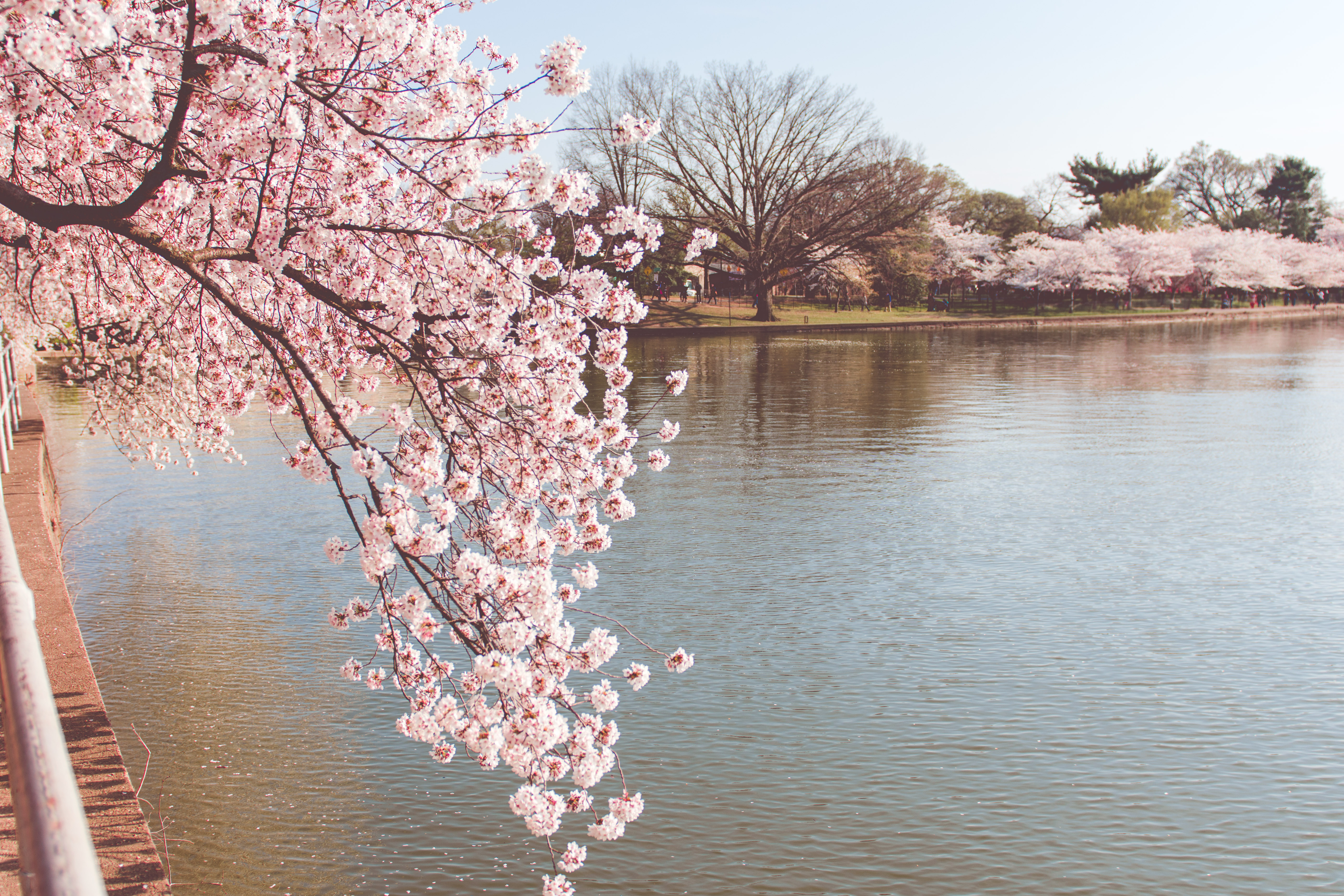 CherryBlossoms33
